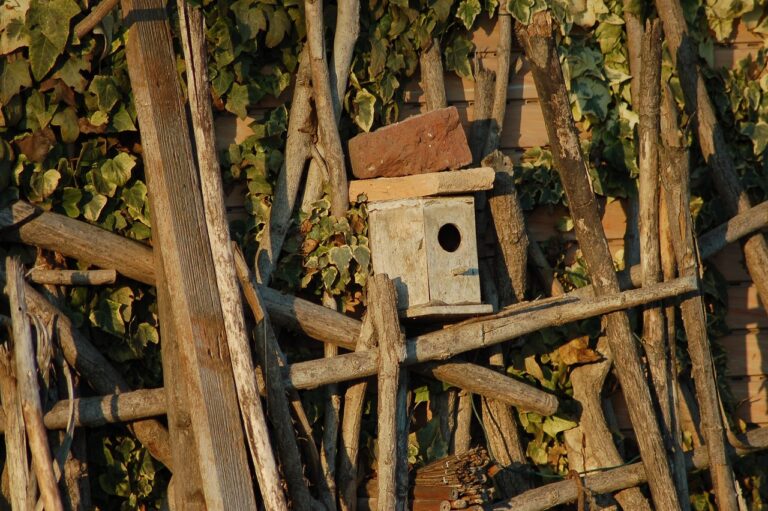 Pettirosso che esplora una casetta nido con ingresso basso, simbolo di protezione e accoglienza.