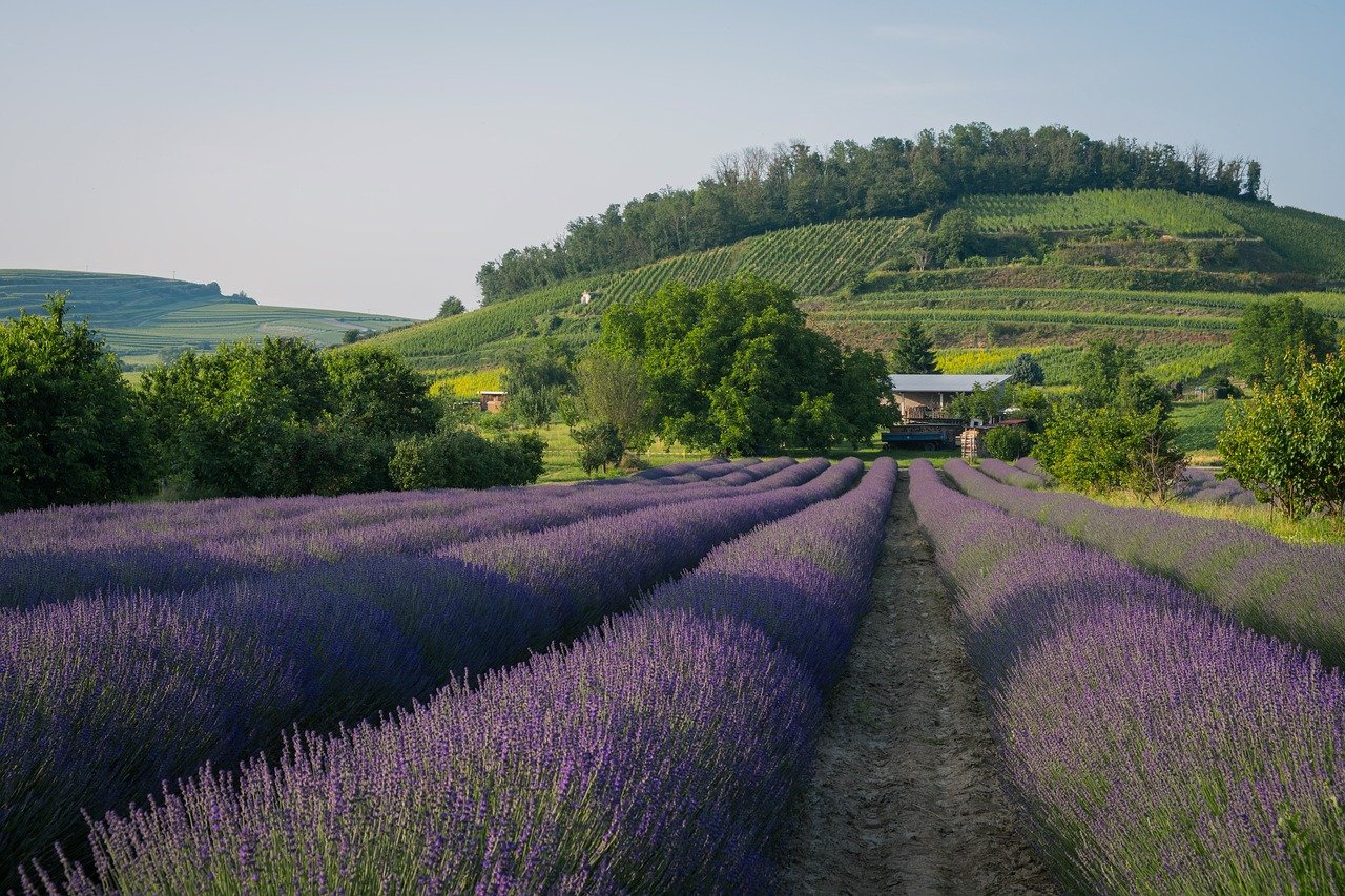 Campi di lavanda in Piemonte al tramonto, con colori vividi e un'atmosfera incantevole.