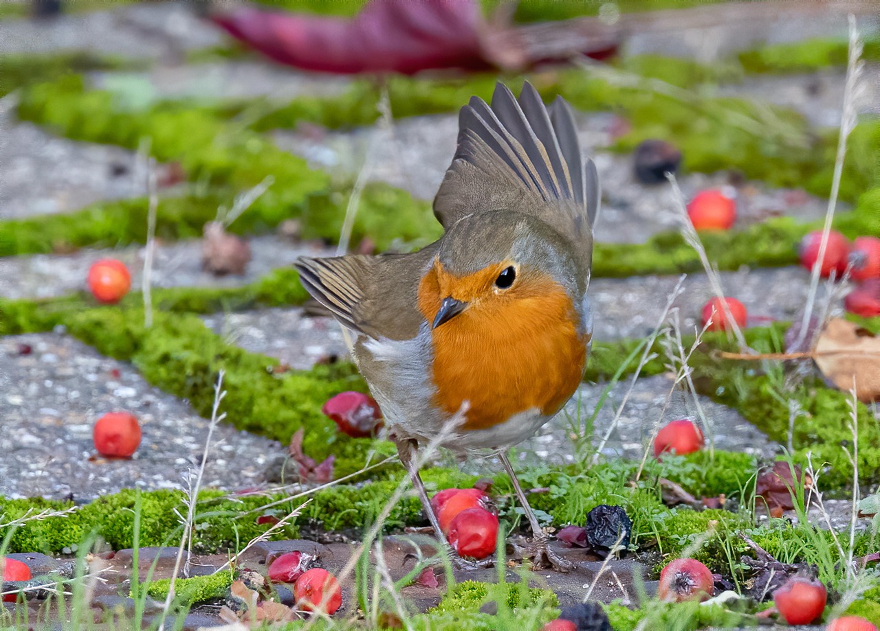 Pettirosso che costruisce un nido con fili di lana colorata in un giardino fiorito.