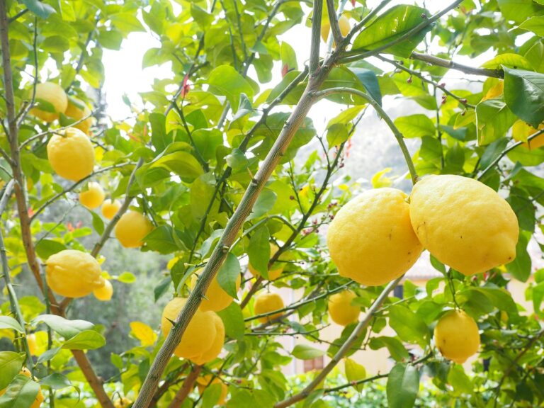 Limoni in vaso rigogliosi con frutti gialli e foglie verdi, evidenziando l'utilizzo di concimi naturali.